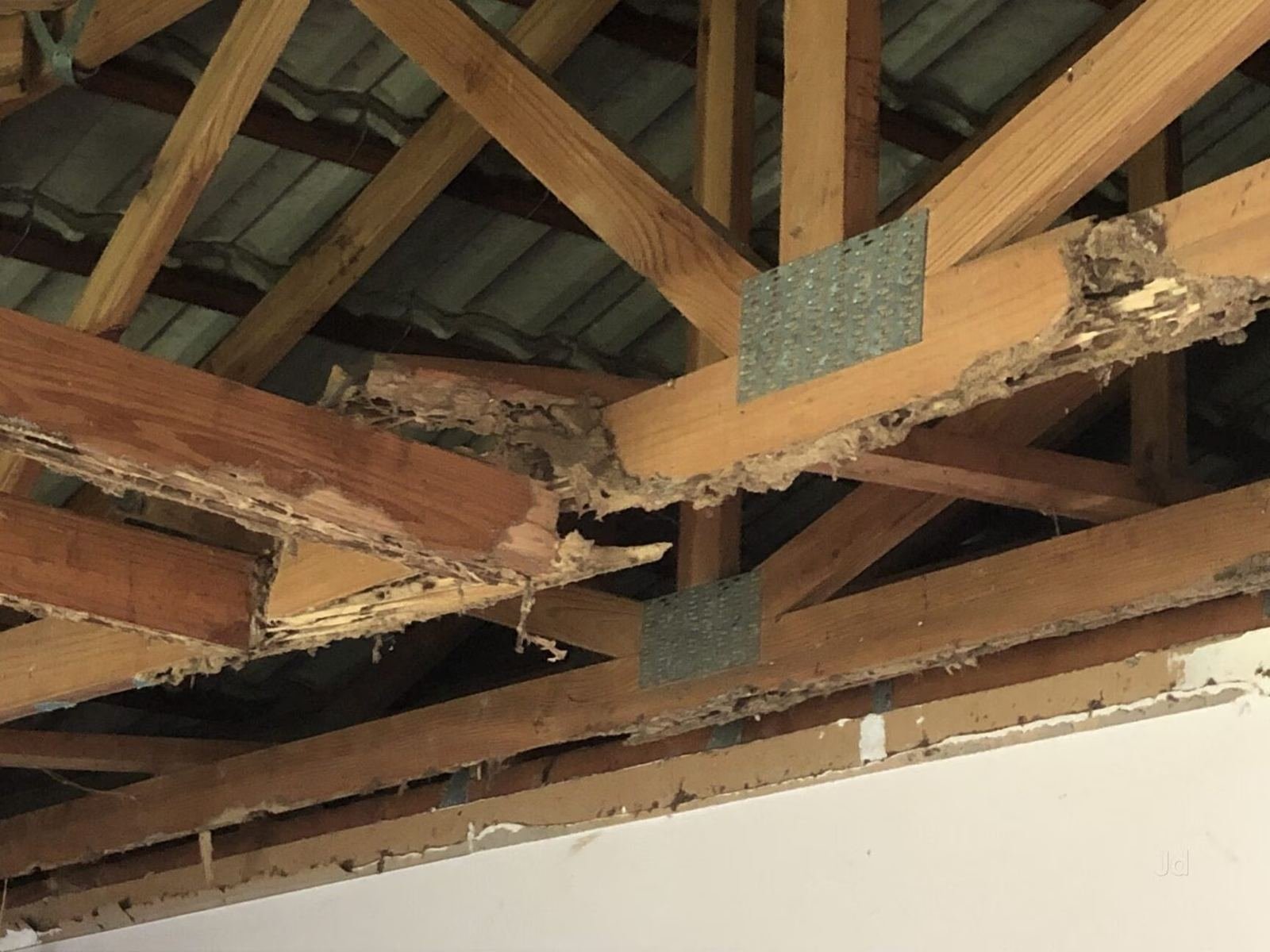 Termite damage found in ceiling beams during inspection — Unite Pest Solutions, Gomti Nagar, Lucknow