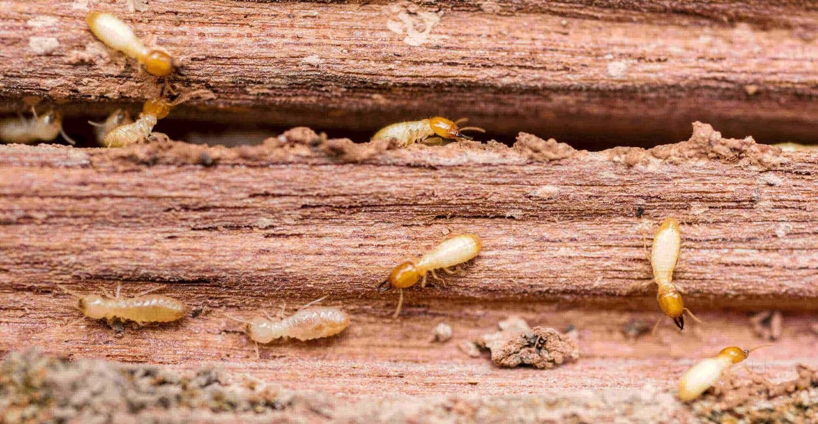 Termite colony exposed on wood before treatment — Unite Pest Solutions, Gomti Nagar, Lucknow
