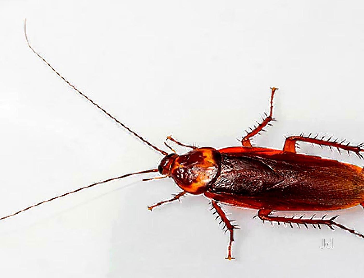 Cockroach species commonly treated in Lucknow kitchens — Unite Pest Solutions, Gomti Nagar, Lucknow
